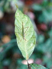 Phaneroptera nigroantennata