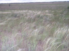 Stipa borysthenica