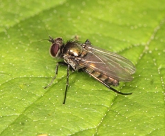 Rhaphium commune