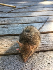 Acomys subspinosus
