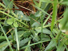 Noccaea caerulescens caerulescens