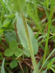 Noccaea caerulescens caerulescens