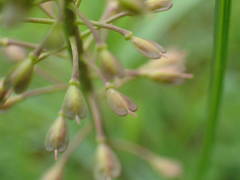Noccaea caerulescens caerulescens