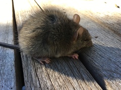Acomys subspinosus