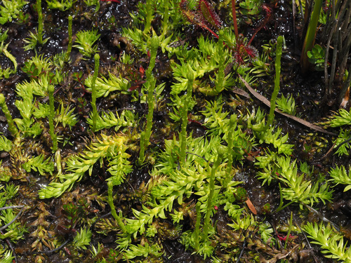 Lycopodiella caroliniana iNat (2)