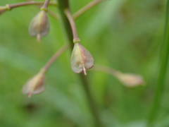 Noccaea caerulescens caerulescens