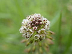 Noccaea caerulescens caerulescens