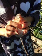 Acomys subspinosus