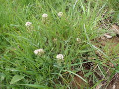 Noccaea caerulescens caerulescens