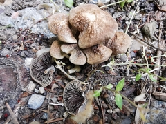 Psathyrella