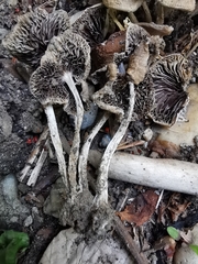 Psathyrella