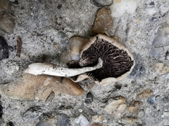 Psathyrella