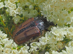 Trichostetha capensis oweni
