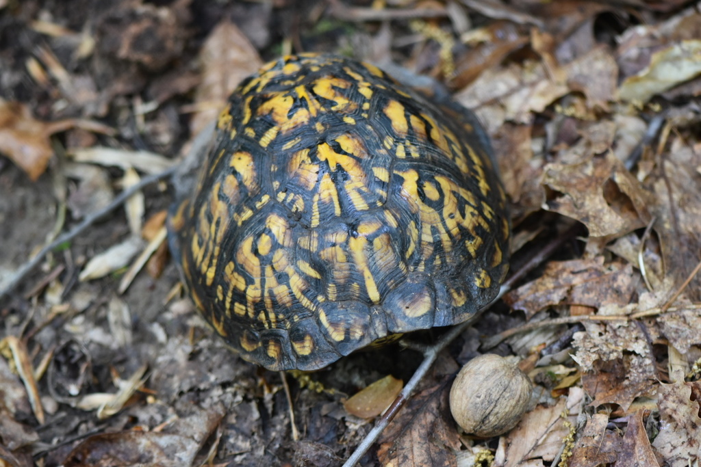 Eastern Box Turtle in April 2021 by cbarry3 · iNaturalist