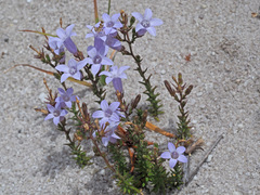 Wahlenbergia ecklonii