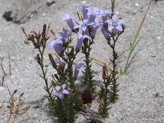 Wahlenbergia ecklonii