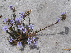 Wahlenbergia ecklonii
