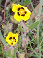 Tuberaria