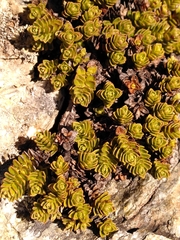 Veronica macrocalyx macrocalyx