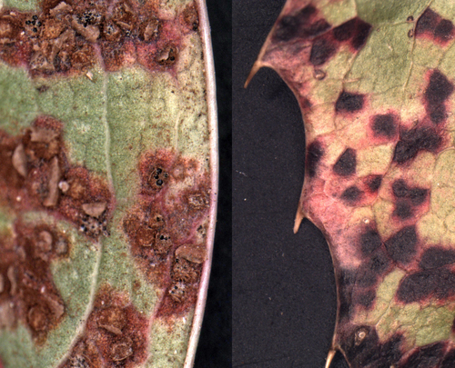 mahonia rust