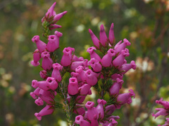 Erica daphniflora