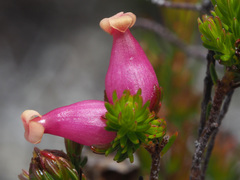 Erica daphniflora