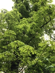 Aesculus hippocastanum