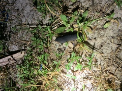 Belocaulus angustipes