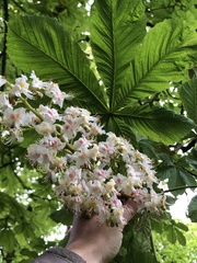 Aesculus hippocastanum
