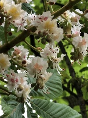 Aesculus hippocastanum