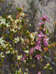 Erica daphniflora