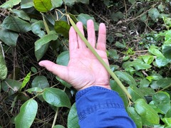Parsonsia fulva