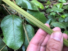 Parsonsia fulva