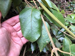 Parsonsia fulva