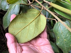 Parsonsia fulva
