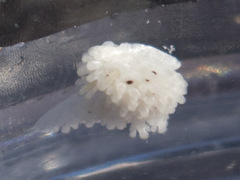 Aegires albopunctatus