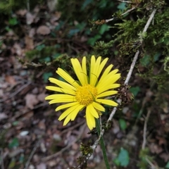 Doronicum plantagineum