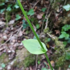 Doronicum plantagineum
