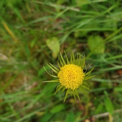 Doronicum plantagineum