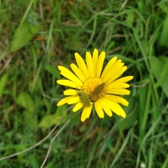 Doronicum plantagineum