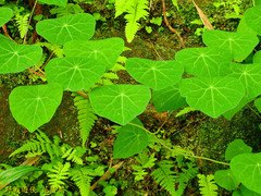 Stephania cephalantha