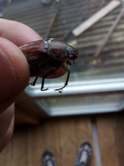 Melolontha hippocastani