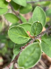 Cotoneaster scandinavicus