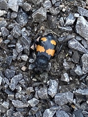 Nicrophorus defodiens