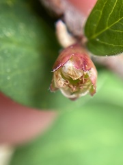 Cotoneaster scandinavicus