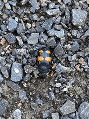 Nicrophorus defodiens