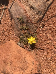 Portulaca cyclophylla