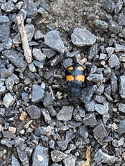 Nicrophorus defodiens