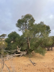 Codonocarpus pyramidalis