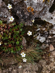 Saxifraga cuneata